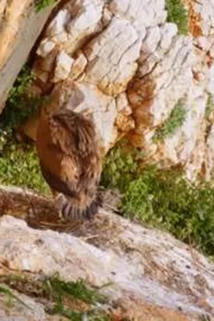 Croatias Coast - Endless and Wild